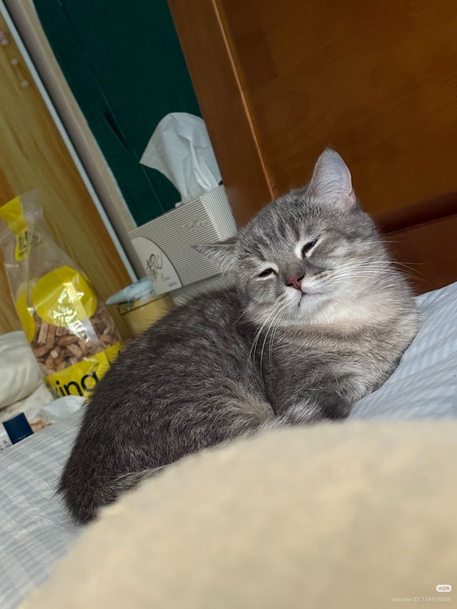 nocontextscats's tweet photo. eepy https://t.co/wyUvDJOMzv