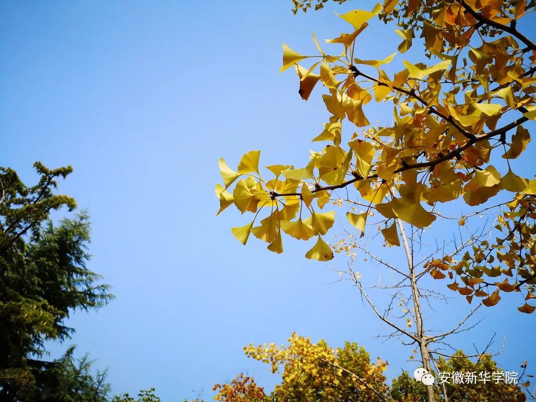 jay_wow2's tweet photo. Our campus photography club's autumn leaf-picking photo walk is this Saturday! Grab your gear, meet at the south gate at 9 AM, snap gorgeous fall shots, and win small prizes for top works. Don't miss out!， https://t.co/RZKhWiGaEC