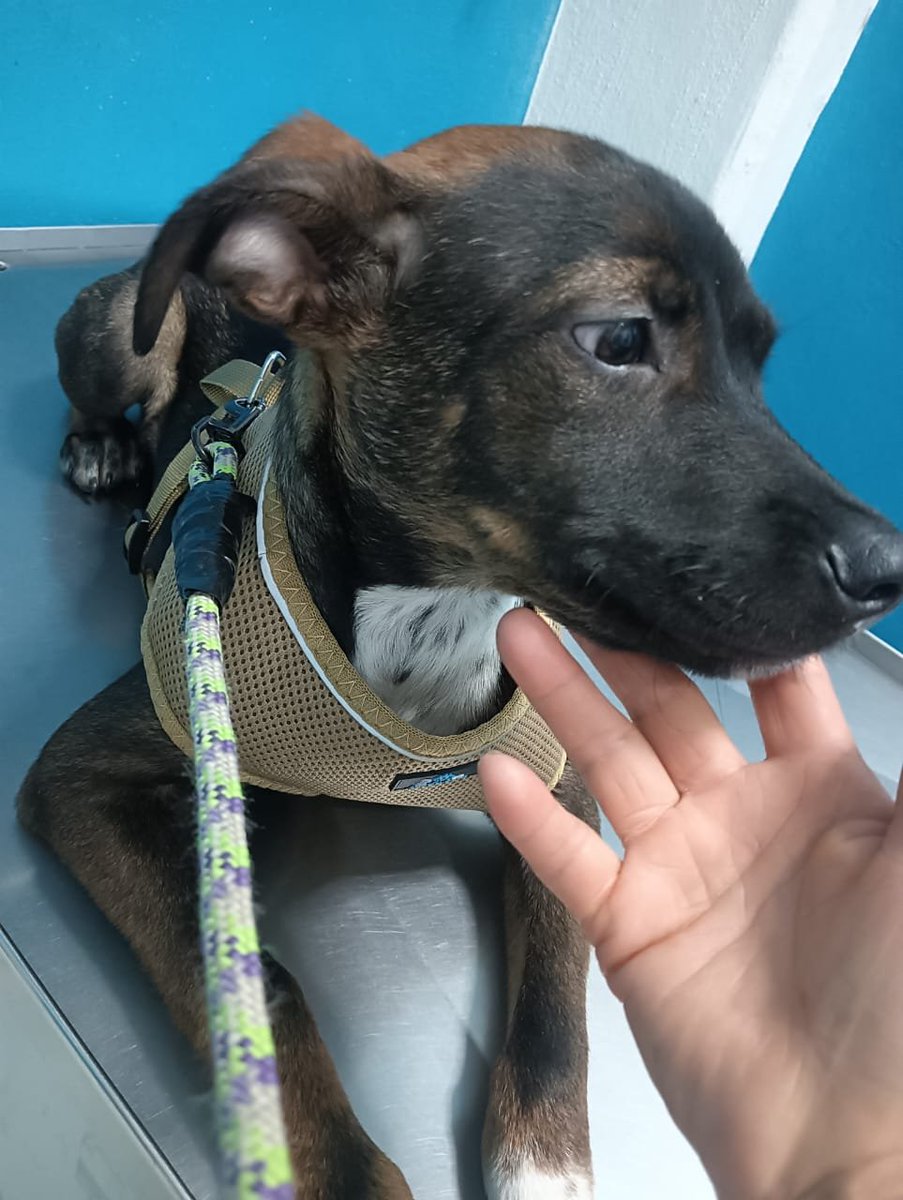 VIBRAmascotas's tweet photo. Se está poniendo super bonito 😊 
Lo único que le falta para ser perfecto es una familia que le dé mucho cariño y cuidados. 
Tiene ya 3 meses 
Será medianito 
Es súper tierno y amigable 
Dale una oportunidad 
Wats 5548724347
#cdmx #adopcion #adoptaNoCompres https://t.co/gFoSSDc2Qy