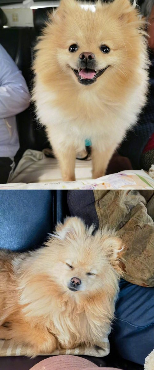 lenuwuimak's tweet photo. Watch this little furball go from wobbly paws to zooming around like a pro—three months of puppy growth in 15 seconds! ， https://t.co/RXEW4EdpKz