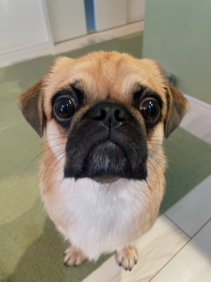 hamuchan_4_'s tweet photo. ルックしたからおやつ下さい🍘🐶 https://t.co/UWlOG2cJj5