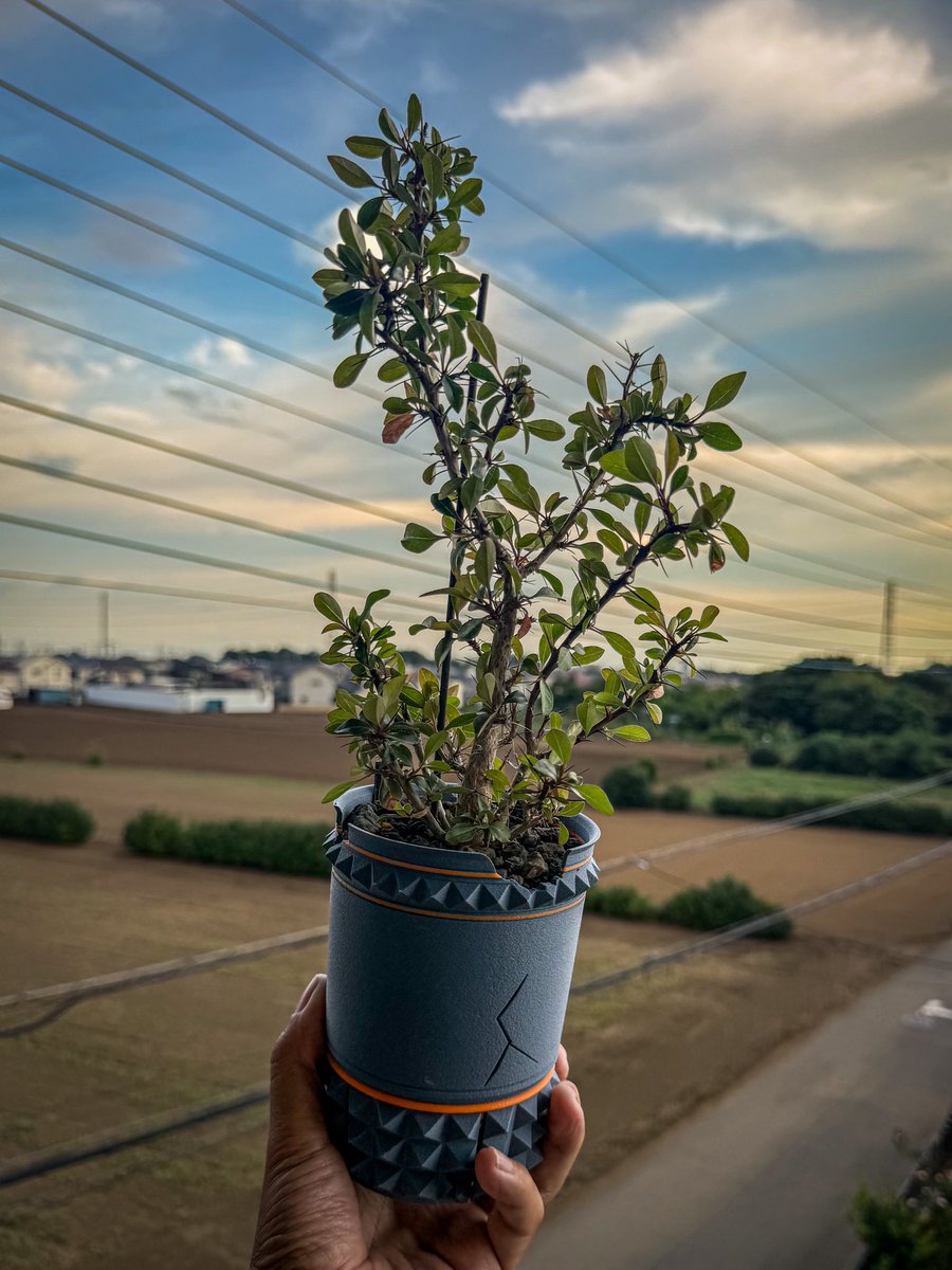 PlantsAteM's tweet photo. この間、15年もののファシクラータ見たけどカッコよかったな
このファシクラータも13年後にはあんななるといいな https://t.co/wsR52XTNxN