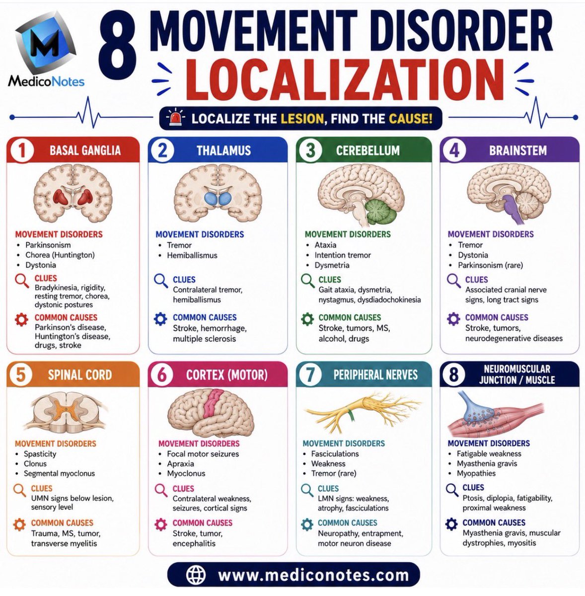 MedicoNotes's tweet photo. 🧠 8 Movement Disorder Localizations

Movement disorders can arise from lesions at multiple levels of the nervous system. Recognizing the clinical pattern is key to accurate localization and diagnosis.

1️⃣ Basal Ganglia
🔹 Disorders: Parkinsonism, chorea, dystonia
🔹 Clues: Resting tremor, rigidity, bradykinesia, abnormal postures
🔹 Common causes: Parkinson’s disease, Huntington’s disease, drugs, stroke

2️⃣ Thalamus
🔹 Disorders: Tremor, hemiballismus
🔹 Clues: Contralateral involuntary movements
🔹 Common causes: Stroke, hemorrhage, multiple sclerosis

3️⃣ Cerebellum
🔹 Disorders: Ataxia, intention tremor, dysmetria
🔹 Clues: Gait instability, nystagmus, dysdiadochokinesia
🔹 Common causes: Stroke, tumors, alcohol, multiple sclerosis

4️⃣ Brainstem
🔹 Disorders: Tremor, dystonia, parkinsonism
🔹 Clues: Cranial nerve deficits with long tract signs
🔹 Common causes: Stroke, tumors, neurodegenerative diseases

5️⃣ Spinal Cord
🔹 Disorders: Spasticity, clonus, segmental myoclonus
🔹 Clues: UMN signs below the lesion with sensory level
🔹 Common causes: Trauma, transverse myelitis, multiple sclerosis

6️⃣ Motor Cortex
🔹 Disorders: Focal motor seizures, apraxia, myoclonus
🔹 Clues: Cortical signs, seizures, contralateral weakness
🔹 Common causes: Stroke, tumors, encephalitis

7️⃣ Peripheral Nerves
🔹 Disorders: Fasciculations, weakness, occasional tremor
🔹 Clues: LMN signs including atrophy and fasciculations
🔹 Common causes: Peripheral neuropathy, entrapment, motor neuron disease

8️⃣ Neuromuscular Junction / Muscle
🔹 Disorders: Fatigable weakness, myopathies
🔹 Clues: Ptosis, diplopia, proximal weakness, fatigability
🔹 Common causes: Myasthenia gravis, inflammatory myopathies, muscular dystrophies

————————
📚 Master neurological localization with our comprehensive MedicoNotes Neurology Book—packed with high-yield diagrams, clinical pearls, and exam-focused summaries.

🌐 https://t.co/2UQyCbb6in

————————-
#Neurology #MovementDisorders #ParkinsonDisease #NeurologyResident #MedicalEducation