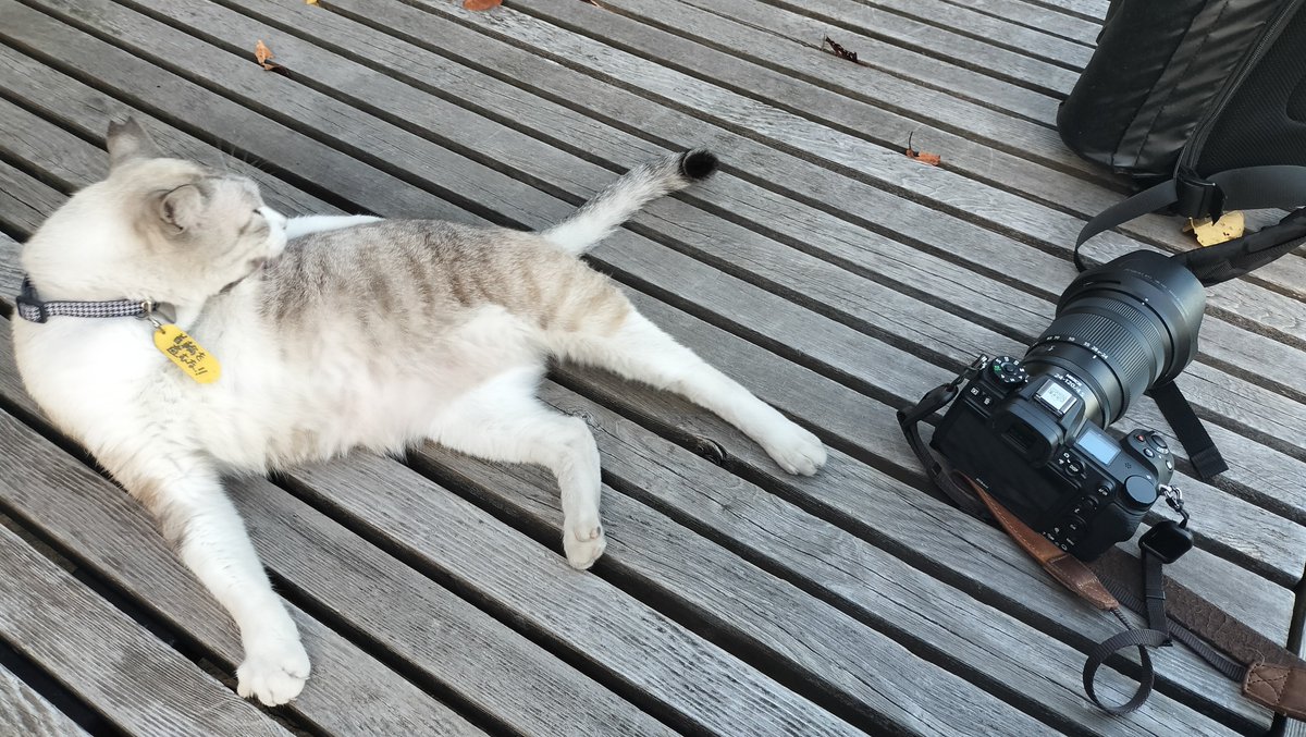whitecatseye's tweet photo. きょうのネコチャン🐱 https://t.co/AfKxBbfLPn