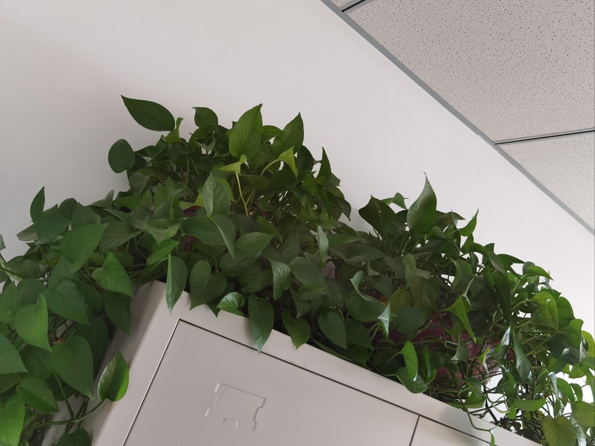 OceaneMoreau9's tweet photo. Spent 10 mins this morning convincing my office plant it’s okay to stop leaning towards the window… turns out it was just copying my chair’s slouch. https://t.co/M5SYUofVvZ