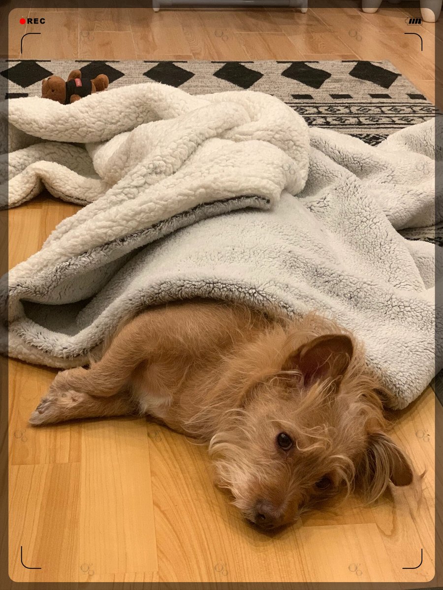 antony88901's tweet photo. My rescue pup just curled up with me for a lazy Sunday nap—nothing beats this warm, fuzzy company , https://t.co/z8GK8c6Dda