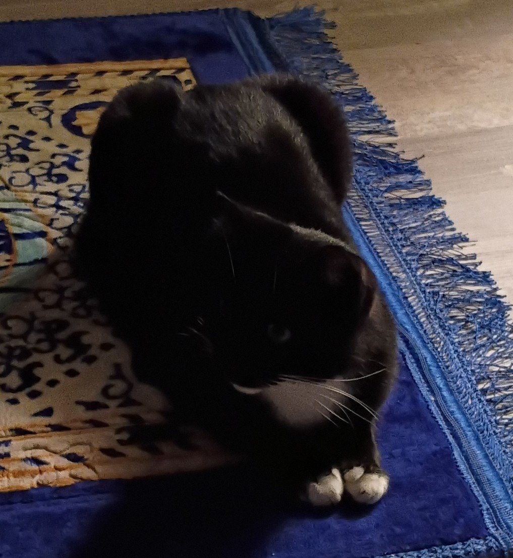 13love13x's tweet photo. Them cats really 13love those palil rugs 🤣
Go get one from our divine Mama Khem @TaRoseMry13 
Anu Year coming get your armor gear bliss by our Rabbi and watered by our Mama Khem.
Thankh yah👑 Royal Dynasty 13love 13xs https://t.co/WRj4Ugu7FQ