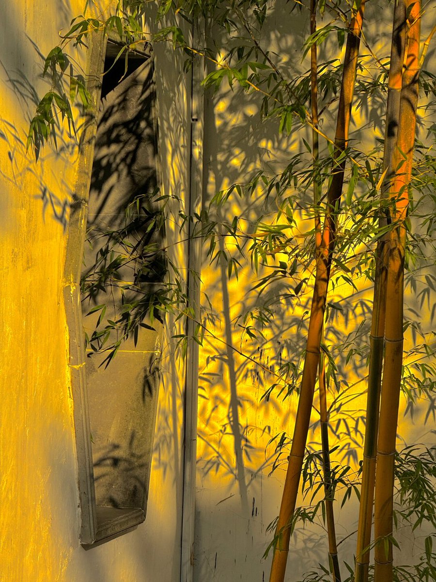 velick2010's tweet photo. Chasing golden hour in Kyoto’s ancient bamboo grove—sunlight filtering through tall stalks, peace hitting different than any city buzz. ， https://t.co/BmIxQYoXOz