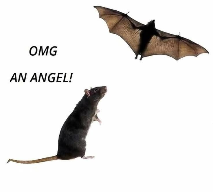 batincrisis's tweet photo. https://t.co/Y242P6XJvm