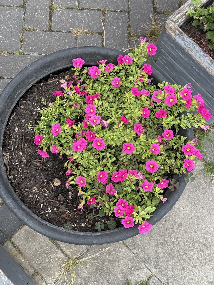 forwardnotback's tweet photo. Just ‘lil ole me staring at flowers and being goofy again
🎵I strolled along the sidewalk 'neath the sweet magnolia trees
I was whistlin', pickin' flowers, swayin' in the southern breeze
I found myself surrounded, one policeman said, "That's him
Come along, wild flower child…🎵 https://t.co/fV1dpjz2qf