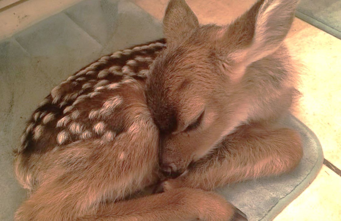 dreamyyarchive's tweet photo. baby deer https://t.co/3UsPfCV3K7