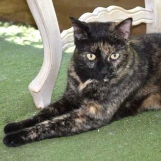 sachikoko's tweet photo. 🙏🏾PLEASE SHARE
🌼Playful, Confident 3YO #Tortie Kitty "TORI"🌼
🛎Needs A Loving🏡#FureverHome🏡
▶4 INFO https://t.co/5Rc5JccTdv
🙏🏽#Adopt #AdoptDontShop #AdoptMe
#Acampo, #CA #Lodi #SanJoaquinCounty #CentralValley
✅Cats✅Kids @AdoptRescueCats #Cats
#ForgottenSoulsHour #US #Cats https://t.co/E8GBBCbLMo