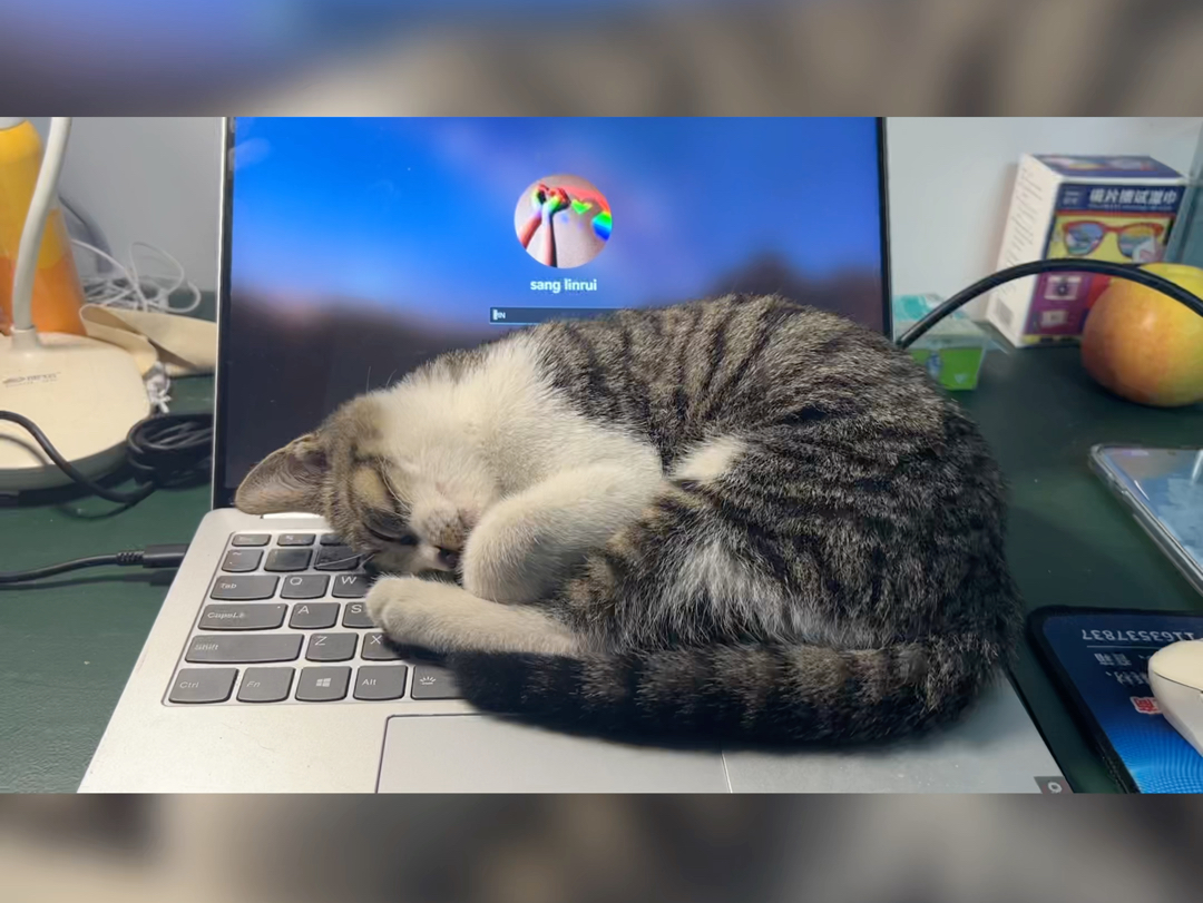 chee14142's tweet photo. When I tried to use the office printer to scan my notes… it ate the paper. Now my cat is judging me like I failed the whole semester. https://t.co/3SvOhgDv8R