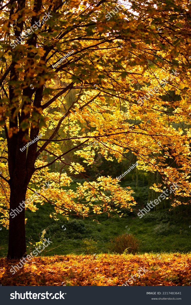 Devendra519968's tweet photo. Sunny autumn morning, warm breeze and golden leaves  Perfect for a morning walk! https://t.co/iS0BuEO98O