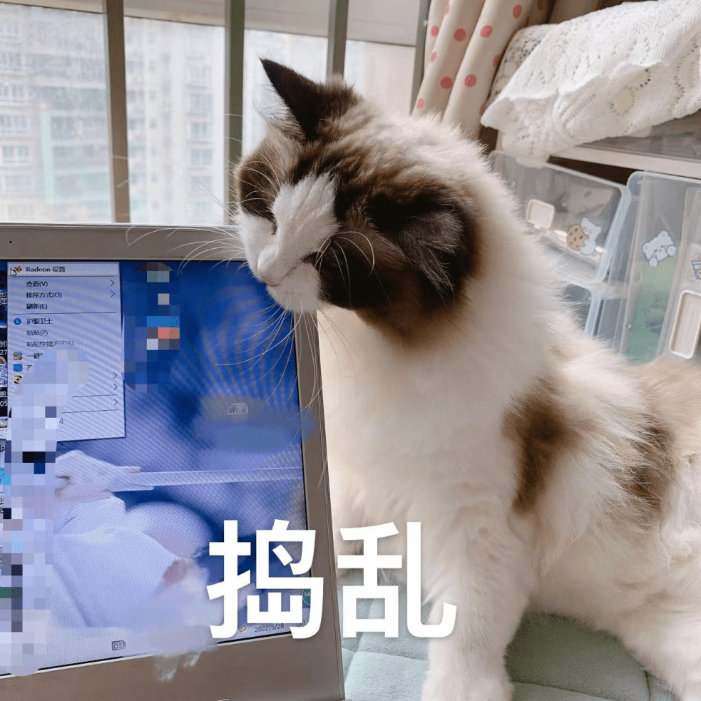 48783360Thanks's tweet photo. Just tried to print a seminar handout, my computer spat out 50+ copies of a cat meme. Guess the professor’s gonna get extra cat content for today’s class. https://t.co/fx2ehK225H