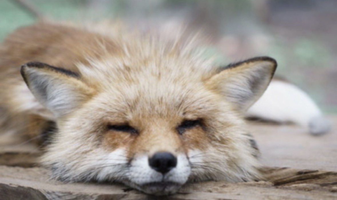 t1000_polyalloy's tweet photo. Foxes have
>natural eyeliner
>natural black lipstick
>boots with the fur (fur pattern)
>looooong black gloves
>huge booty scarf
>a infectious laugh
>green, striking eyes

God made peak character design when making the fox https://t.co/PcCnSJyfLi