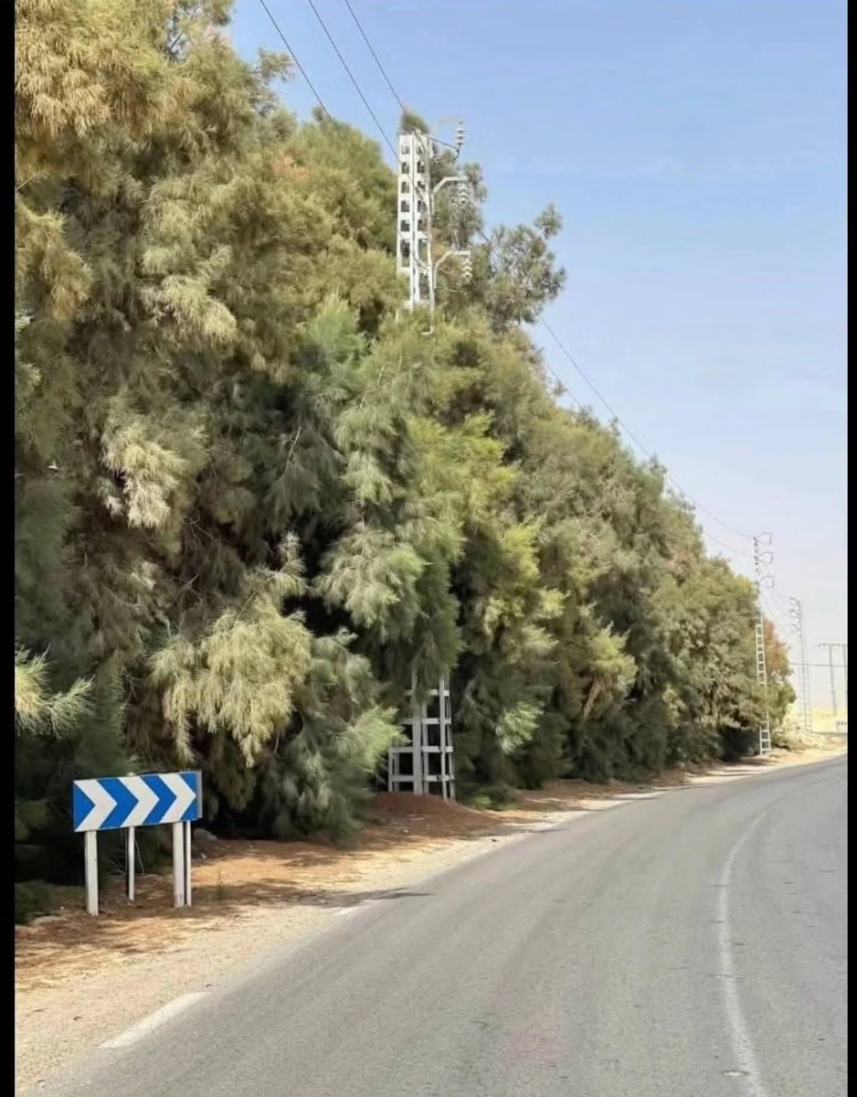 abdullah91194's tweet photo. #الأثل.. أرخص شجرة محلية وأجدى استثمار لتخضير طرقنا الصحراوية 🌳 
أشجار الأثل المحلي حين تُزرع بكثافة حول الطرق السريعة تتحول جوانب الطرق إلى غابات ومصدات طبيعية للرياح القوية المحمّلة بالرمال ولها دور كبير في تثبيت الكثبان الرملية التي تزحف على الطرق السريعة في المناطق الصحراوية. 
وفي الوقت نفسه تساعد كثافتها النباتية على تلطيف حرارة الطريق وتعتبر استراحة للعابرين ولا تحتاج ري  لأنها تمتلك جذور وتدية قوية و عميقة للغاية حيث تمتد لمسافات شاسعة تحت التربة للبحث عن المياه الجوفية.
