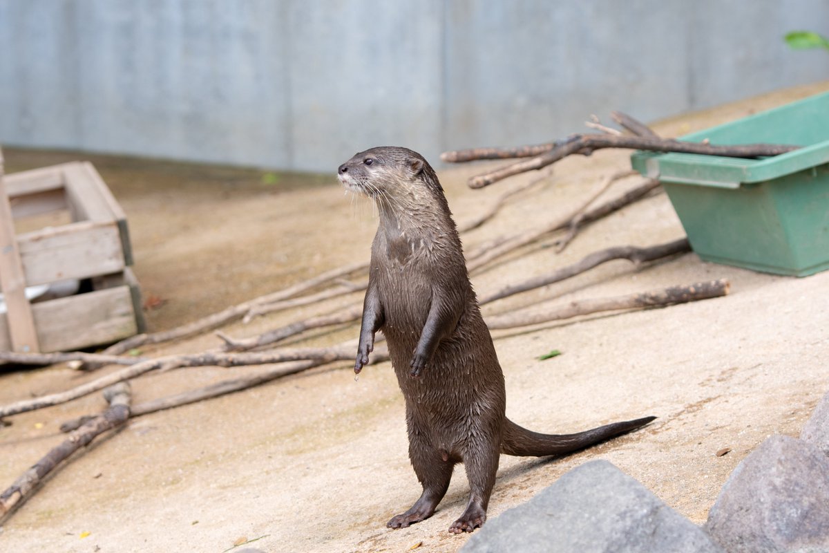 yuki_uso's tweet photo. ｽｯ
#さいたま水族館
#コツメカワウソ https://t.co/UPC1C6B4dI