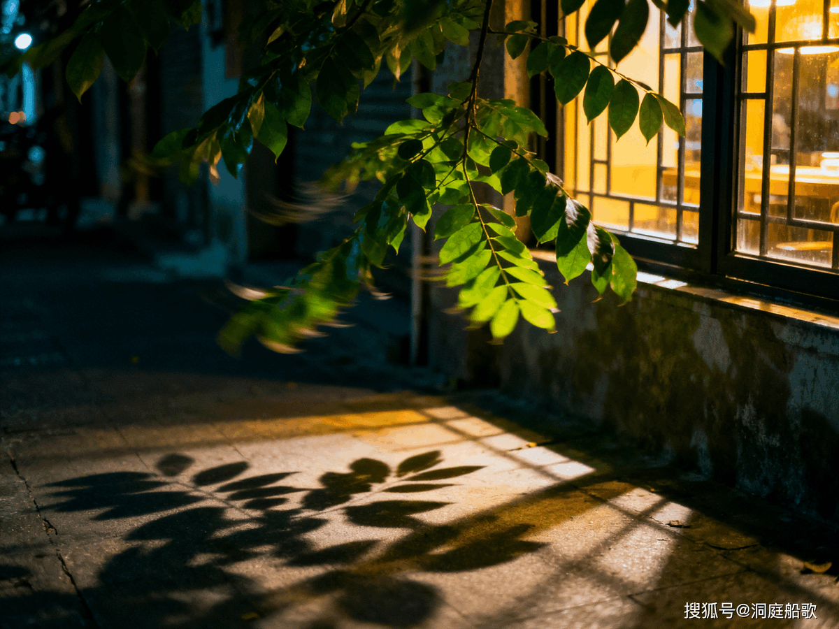 RobertDL16's tweet photo. Late afternoon sun filtering through city banyan leaves, catching a glimpse of a stray cat napping on a cool sidewalk bench. Random urban calm hit different today. https://t.co/qKCclmeA5N