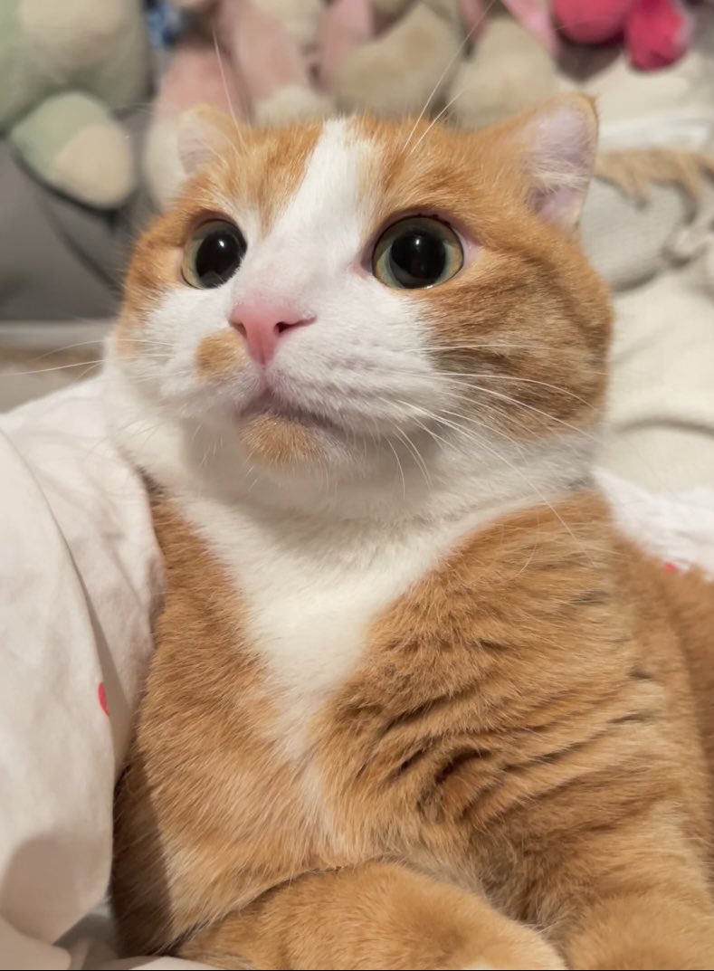 jinhingh9cq's tweet photo. @DomundiTV @savewrg Today's save🍊🐱 https://t.co/d5qogzq01i