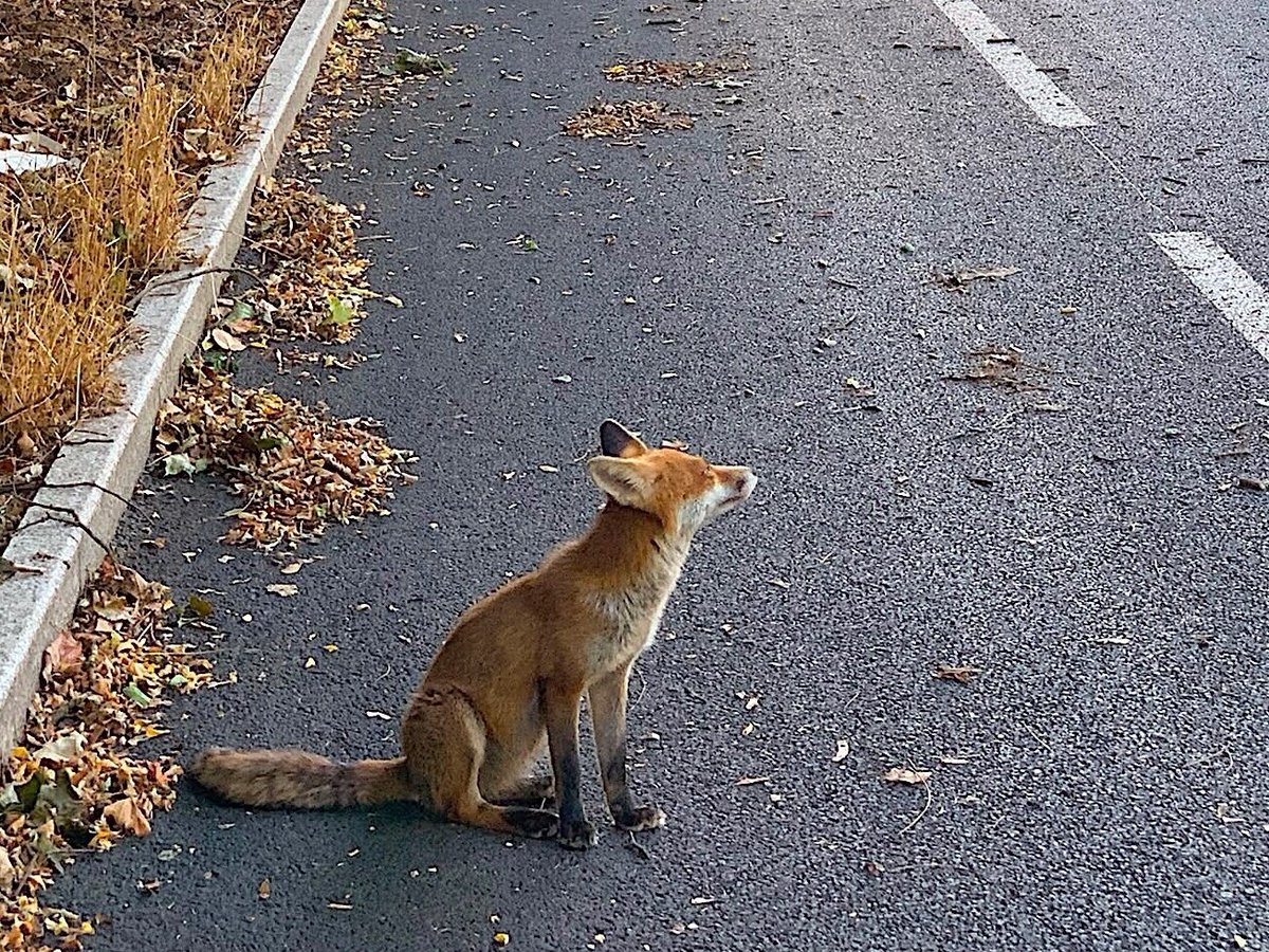 le_Parisien's tweet photo. Faut-il sauver ou abattre le renardeau sauvage de Tassin-la-Demi-Lune ?
➡️ https://t.co/7lo8fdZx1v https://t.co/7l2Sperjif