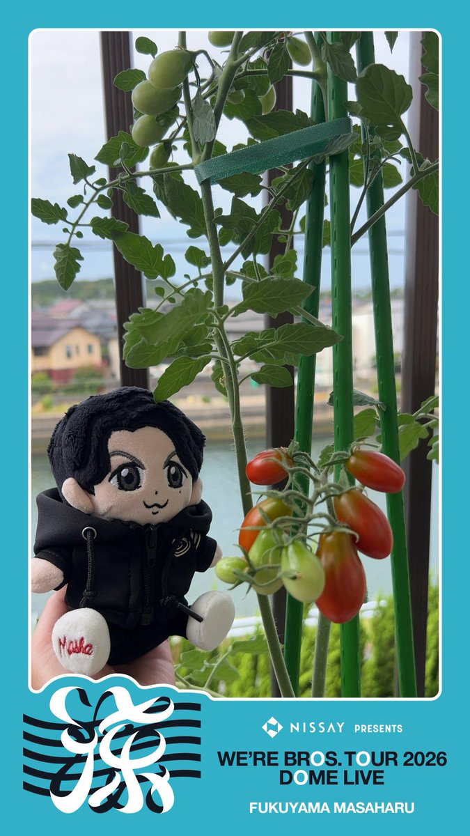 romi38_blue's tweet photo. スーパーで買ったミニトマトを切って植えてみたら最近たくさん実がなりました🍅週末のことを考えるとドキドキしすぎるので、ちぃましゃ撮影会で気を紛らわせています😆
#BROS1991 https://t.co/zkFSDvvDaD