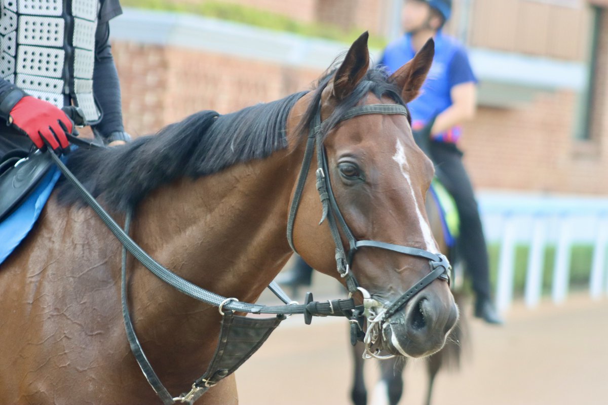 yonerui310's tweet photo. 函館競馬場 2026.8.20

小島茂之厩舎 オニャンコポン

 #函館競馬場 
 #小島茂之厩舎 
 #オニャンコポン
 #社台ファーム https://t.co/NuR7YrP6Ln