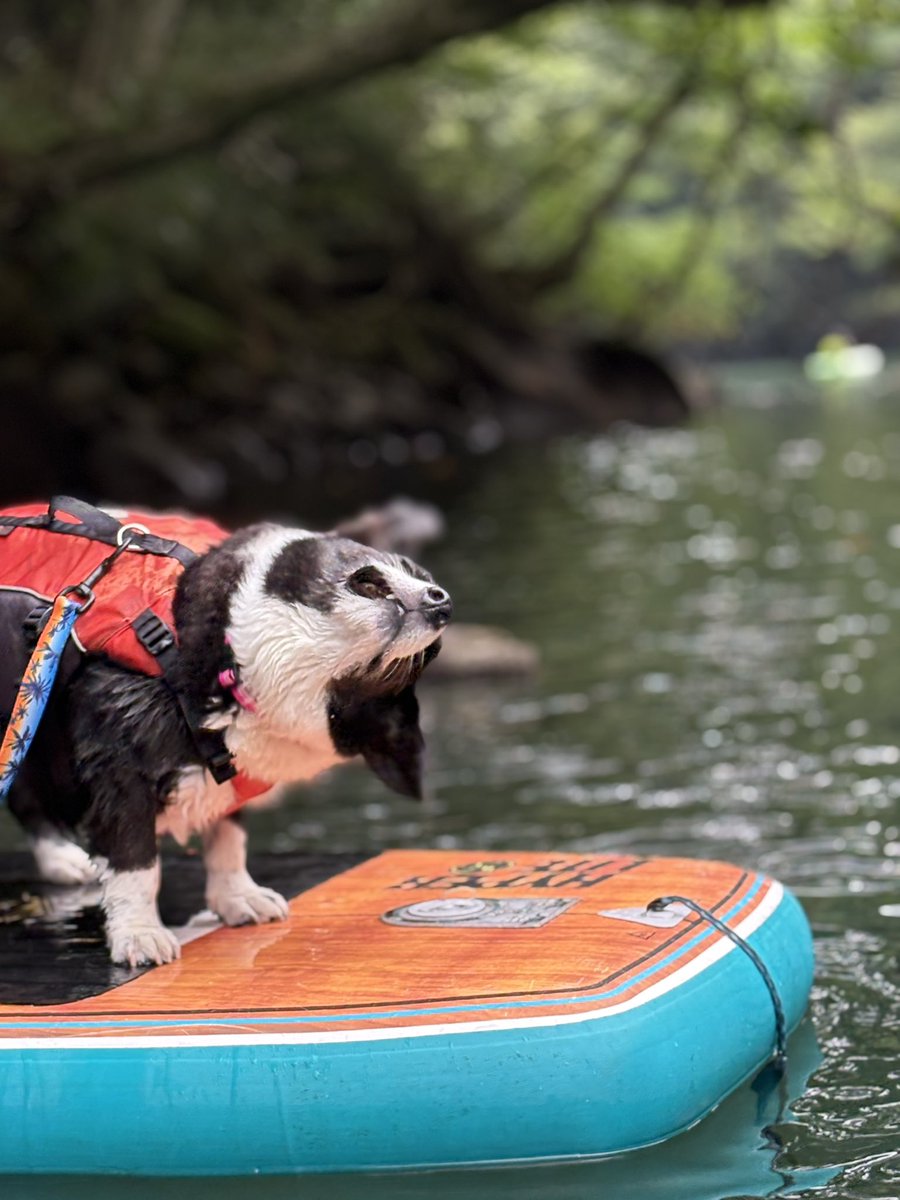 kao_fukuru's tweet photo. あずき
SUPデビュー🛶
#コーギーカーディガン 
#コーギーのいる暮らし 
#板室ダム https://t.co/ChQxUN9xAi