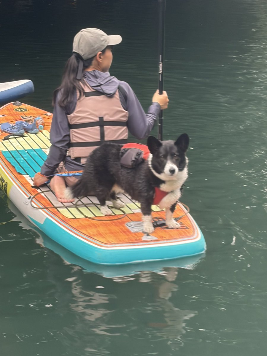 kao_fukuru's tweet photo. あずき
SUPデビュー🛶
#コーギーカーディガン 
#コーギーのいる暮らし 
#板室ダム https://t.co/ChQxUN9xAi