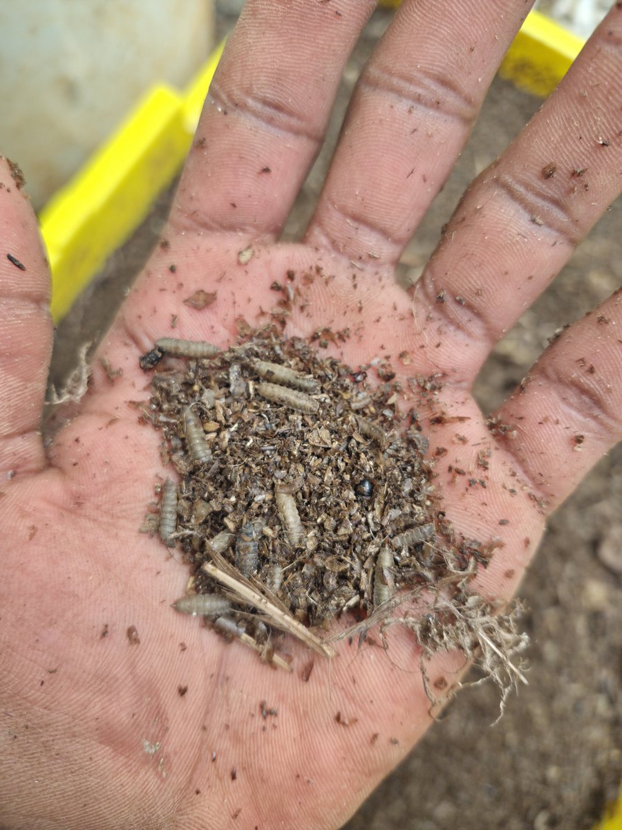 feedbugfarms's tweet photo. We've been feeding our BSF on poultry manure and we're seeing great results.

Frame 1: Pupae which will soon become adult flies.

Frame 2: Dry frass fertilizer from larvae castings and poultry manure remains.

Frame 3: BSF larvae 1 week to maturity. https://t.co/iLM2eY9589