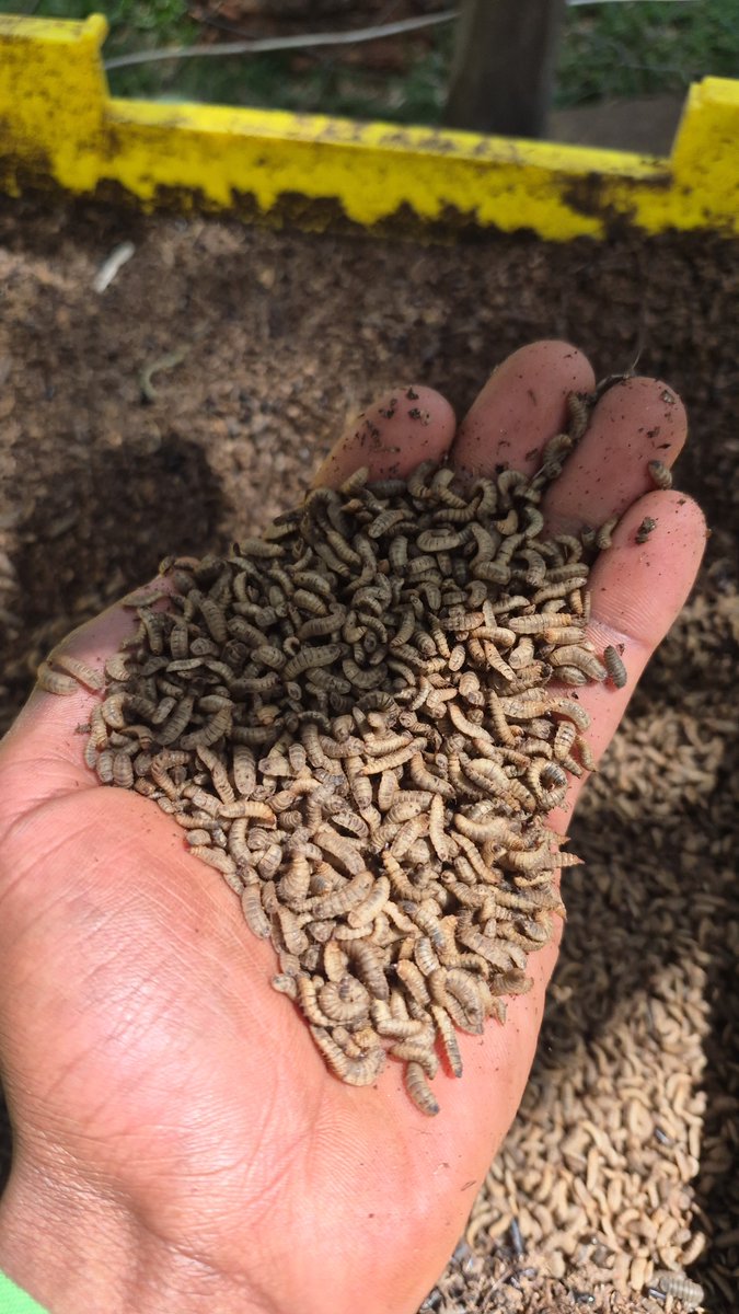 feedbugfarms's tweet photo. We've been feeding our BSF on poultry manure and we're seeing great results.

Frame 1: Pupae which will soon become adult flies.

Frame 2: Dry frass fertilizer from larvae castings and poultry manure remains.

Frame 3: BSF larvae 1 week to maturity. https://t.co/iLM2eY9589