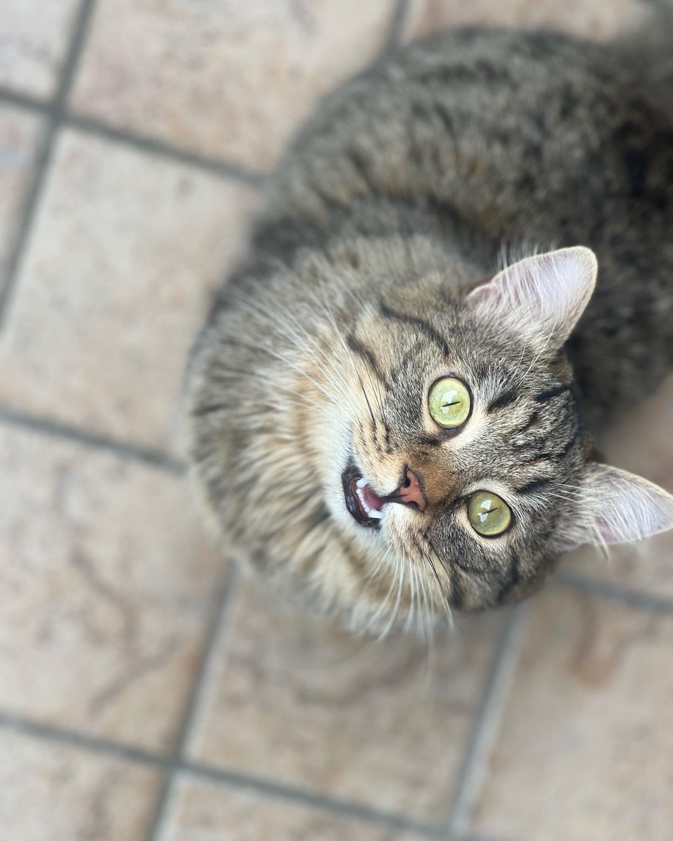 felix_cat1cwmh's tweet photo. 💙 #cat #catpose #eyes #funnycat #mycat #felix #felixthecat #insta #instagram #viral #foryou #littlecat #beutiful #tiktok #italy https://t.co/9zOKbWouNy