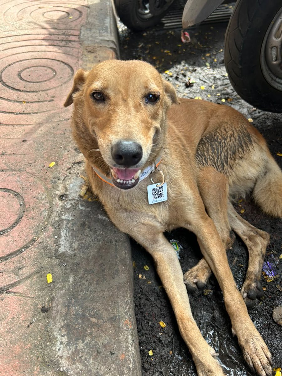 mybmc's tweet photo. 🔷माननीय सर्वोच्च न्यायालयाच्या निर्देशांनुसार, महानगरपालिका आयुक्त श्रीमती अश्विनी भिडे यांच्या मार्गदर्शनात, अतिरिक्त महानगरपालिका आयुक्त (शहर) श्रीमती प्राजक्ता वर्मा-लवंगारे यांच्या नेतृत्वात बृहन्मुंबई महानगरपालिकेने भटक्या श्वानांसाठी क्यूआर कोडयुक्त परावर्तित (Reflective) कॉलर वापरण्याचा तंत्रज्ञानाधारित उपक्रम हाती घेतला आहे. 

🔷या कॉलरच्या माध्यमातून रेबीज प्रतिबंधक लसीकरण आणि निर्बीजीकरण झालेल्या भटक्या श्वानांची प्रत्यक्ष ओळख पटविणे, त्यांची डिजिटल नोंद ठेवणे आणि मागोवा घेणे (Tracking) अधिक सुलभ होणार आहे. 

🔷या अनुषंगाने, बृहन्मुंबई महानगरपालिका आणि रिडलान एआय फाउंडेशन यांच्यात महानगरपालिका मुख्यालयात आज करार करण्यात आला. उपायुक्त (विशेष) श्री. विनायक विसपुते, पशूवैद्यकीय आरोग्य विभागाचे प्रमुख डॉ. कलीमपाशा पठाण, रिडलान एआय फाउंडेशनचे श्री. अक्षय रिडलान यांच्यासह पशुवैद्यकीय आरोग्य विभागाचे अधिकारी व कर्मचारी उपस्थित होते.

#MyBMCUpdates

@CMOMaharashtra 
@mieknathshinde 
@SunetraA_Pawar 
@ShelarAshish 
@MPLodha 
@TawdeRitu 
@misanjayghadi