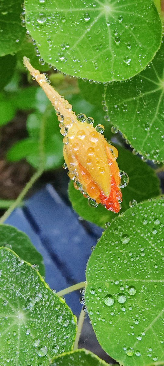 Daeoooo's tweet photo. nasturtiums https://t.co/R1O21RnOSP