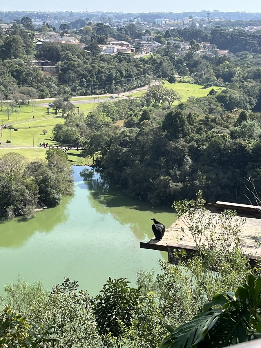 arrascaetza's tweet photo. não consegui tirar a foto deles voando, mas ele estava lá https://t.co/mzI97pM5SH