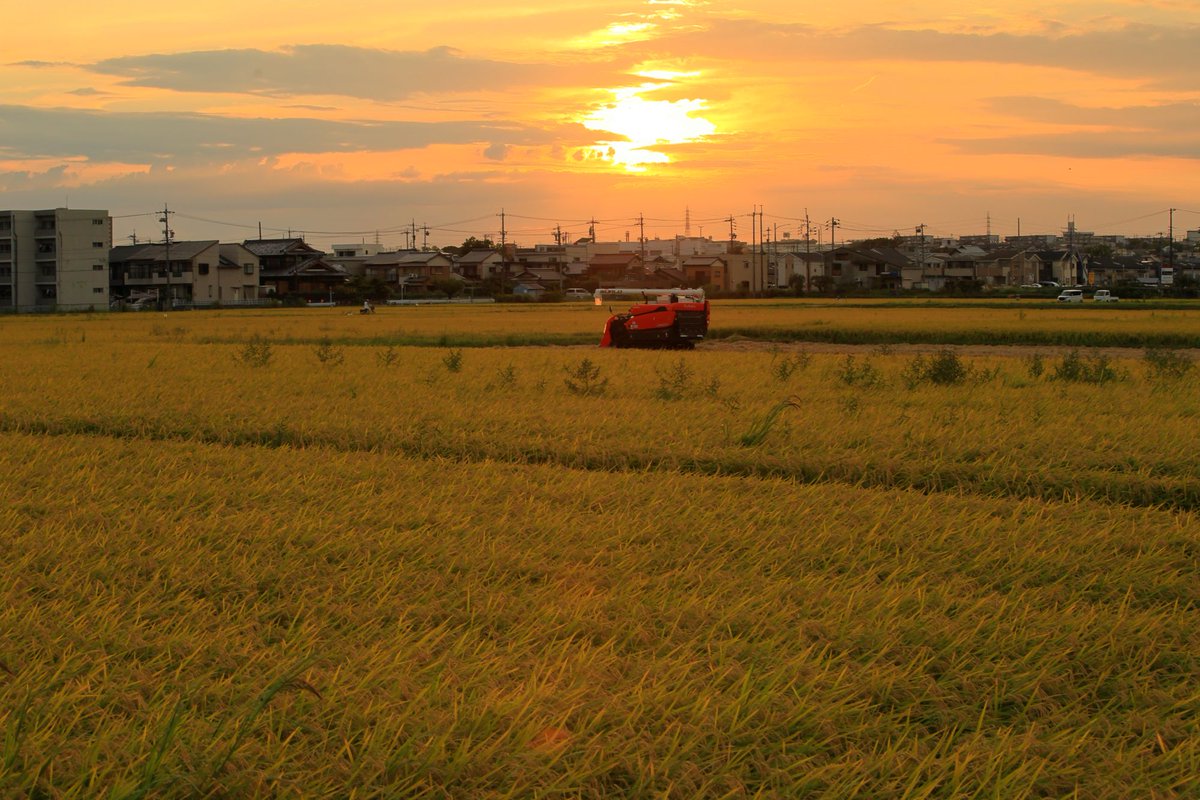 utamarukousa's tweet photo. 夕暮れ時
こうべたれる稲穂

お疲れ様でした🌾🌾 https://t.co/FDvvpAI8YX