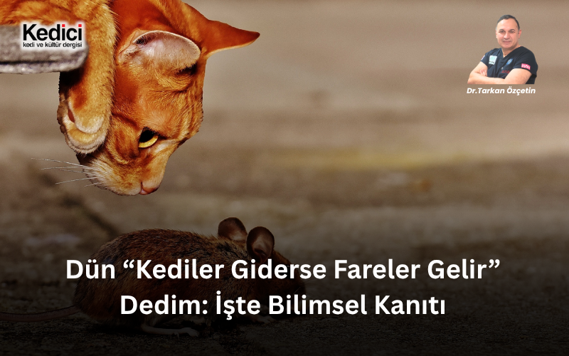 kedicidergisi's tweet photo. Son günlerde kedilere karşı yürütülen karalama kampanyasında yeni bir iddia ortaya atılıyor: “Sokak kedileri besleniyor, karınları doyuyor, artık fare avlamıyorlar. Dolayısıyla şehirlerde bulunmalarının farelerle mücadele açısından hiçbir anlamı yok.”

Doğru olabilir mi? Cevap net olarak

HAYIR

Çünkü doğa da bilim de trol aklı ile çalışmıyor.

Bilim bir kedinin fareler ve sıçanlar üzerindeki etkisini yalnızca kaç kemirgen öldürdüğünü sayarak ölçemezsiniz diyor. Çünkü avcı-av ilişkisinde öldürmek kadar önemli başka bir mekanizma daha vardır: Avcının varlığı.

2018 yılında New York’ta yapılan oldukça ilginç bir saha çalışmasında araştırmacılar, şehir ortamında yaşayan gerçek bir sıçan kolonisini ve aynı bölgedeki kedileri aylar boyunca kameralarla izlediler. Kedilerin büyük şehir sıçanlarını sanıldığı kadar sık öldürmedikleri görüldü. Fakat araştırmanın asıl önemli sonucu başka yerdeydi. Kediler bölgede ortaya çıktığında sıçanların açık alanda görülme olasılığı belirgin biçimde azalıyordu. Kedi sayısının artmasıyla sıçanların saklanma davranışlarında da değişiklik gözleniyordu.

Yani kedinin sıçanı öldürmesine bile gerek kalmadan, varlığı sıçanın davranışını değiştiriyordu.

İşte bugün sosyal medyada anlatılmayan bilimsel gerçeklerden biri budur.

Çünkü fareler aptal değildir. Hatta sanılandan çok daha zeki hayvanlardır. Bir av hayvanı, avcısının saldırmasını bekleyip ondan sonra kaçmaz. Avcının görüntüsünü, hareketlerini, sesini ve kokusunu algılar. Tehlike hissettiğinde daha az ortaya çıkar, daha fazla saklanır, beslenme davranışını ve yaşam alanını kullanma biçimini değiştirir. Ekolojide bunun karşılığı “predatör baskısı” veya “korku etkisi” olarak değerlendirilir. Kediler de binlerce yıldır küçük memelilerin doğal avcıları arasındadır.

Bilim burada daha da çarpıcı olan bir şey daha söylüyor: Farelerin kontrolü için kedilerin bizzat kendilerinin ortamda bulunmasına bile gerek olmayabilir.

Kontrollü deneylerde sıçanların yalnızca kedi kokusuyla karşılaştıklarında bile güçlü savunma ve kaçınma davranışları gösterdikleri ortaya konuldu. Bir deneyde kedi kokusuna maruz bırakılan sıçanlar gözlem süresinin %87’sinden fazlasını saklanma alanındageçirdi. Kontrol grubundaki sıçanlarda ise bu oran %20’nin altındaydı.
Dikkat edin. Ortada saldıran bir kedi yok. Fare yakalayan bir kedi de yok. Hatta ortada kedinin kendisi bile yok.

Sadece kedinin kokusu var. Ve sıçanın davranışı değişiyor.

Şimdi hala bize “Kediler mama yiyor, dolayısıyla fareler açısından hiçbir anlamları yok” mu diyeceksiniz?

Bir başka iddia da tok kedinin avlanmayacağı yönünde. Bu da kediyi yeterince tanımamaktan kaynaklanan başka bir yanılgı. Kediler yalnızca karınlarını doyurmak için avlanmazlar. Avlanma davranışı kedinin doğal davranış repertuvarının bir parçasıdır. Evinde, önünde sürekli mama bulunan bir kedinin sineğe, böceğe, oyuncağa veya hareket eden küçük bir nesneye nasıl tepki verdiğini herhangi bir kedi yakını rahatlıkla gözlemleyebilir.

Avlanma dürtüsü ile açlık aynı şey değildir.

Dolayısıyla “Kediyi beslersen fare yakalamaz” cümlesini bilimsel bir gerçekmiş gibi ortaya atmak da doğru değildir.

Asıl üzerinde düşünmemiz gereken başka bir konu daha var. Avrupa ve Amerika’nın son derece gelişmiş şehirlerinde modern atık toplama sistemleri var. Profesyonel kemirgen kontrolü yapılıyor. Kanalizasyon sistemleri denetleniyor. Belediyeler bu mücadeleye ciddi kaynaklar ayırıyor; zehirler, kapanlar, sensörler ve teknolojik takip sistemleri kullanılıyor.

Buna rağmen New York’tan Paris’e kadar dünyanın pek çok büyük kentinde sıçanlarla mücadele ciddi bir şehir ve halk sağlığı problemi olmaya devam ediyor.
O halde meseleyi “Çöpleri düzgün toplarsanız fare olmaz” basitliğine indirgemek de doğru değil. Dünyanın en organize şehirlerinden birçoğu onlarca yıldır sıçanlarla mücadele ediyor ve hala bu sorunu ortadan kaldıramıyor.

Bizim şehirlerimizde ise yüzyıllardır başka bir unsur daha var:

Kediler…

Sokağın içinde yaşayan, kokusunu bırakan, dolaşan, avlanan ve yalnızca varlığıyla bile kemirgenlere bir avcının yakınlarda olduğunu hatırlatan binlerce kedi. 
Bunun şehir ekolojisindeki değerini yok saymak için bilimi görmezden gelmek gerekir.

Kedilerin değerini elbette kaç fare öldürdükleriyle ölçmüyoruz. Ama konu fareler olduğunda bilim bize açıkça kedi ile kemirgen arasındaki ilişkinin yalnızca avlanmadan ibaret olmadığını gösteriyor. Kedinin varlığı önemlidir. Kokusu önemlidir. Dolaştığı alan önemlidir. Kemirgen üzerinde oluşturduğu risk algısı önemlidir. Bütün bunların kemirgen davranışları üzerinde ölçülebilir etkileri vardır.

Bugün bazıları “Kediler mama yiyor, artık fare yakalamıyor” diyerek kedilerin şehirlerdeki varlığını değersizleştirmeye çalışıyor.

Ben tam tersini söylüyorum:
Kedileri beslemeye devam edin.

Onları aç bırakarak değil, yaşatarak şehirlerimizin bir parçası olarak koruyalım. Çünkü mesele kedinin bugün önümüze kaç fare bıraktığı değildir. Mesele, o sokağın bir avcıya ait olduğunu farelerin hala bilmesidir.

Kediler yüzyıllardır şehirlerimizin sessiz muhafızlarıdır.

Kediler giderse yalnız kediler gitmez. Onların şehir ekosisteminde yüzyıllardır doldurduğu alan da boşalır.
Kedileri bugün sokaklardan toplarsanız. Yarın fareler şehirleri istila eder ve sonuçları tahmin edemeyeceğiniz kadar ağır olur.

“Abartıyorsun” diyenler için yarın New York ve Paris’e bakacağız. Kedilerin sokaklarda olmadığı dünyanın en gelişmiş şehirlerinin farelerle nasıl ve hangi bedellerle mücadele ettiğini daha doğrusu edemediğini konuşacağız.

Rakamlarla. Belgelerle. Bilimle…

Dr.Tarkan Özçetin
Veteriner Hekim

Kaynaklar

Parsons MH, Banks PB, Deutsch MA, Munshi-South J. Temporal and Space-Use Changes by Rats in Response to Predation by Feral Cats in an Urban Ecosystem. Frontiers in Ecology and Evolution. 2018;6:146.
Dielenberg RA, McGregor IS. Defensive behavior in rats towards predatory odors: a review. Neuroscience & Biobehavioral Reviews. 2001.
Dielenberg RA, Hunt GE, McGregor IS. “When a rat smells a cat”: the distribution of Fos immunoreactivity in rat brain following exposure to a predatory odor. Neuroscience. 2001;104(4):1085–1097.

https://t.co/ByabfEz0ky