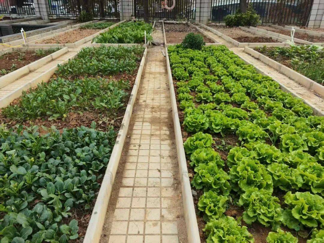 ElliLover9w's tweet photo. My tiny balcony now has veggies growing! From a blank spot to my little salad garden – small changes taste like big wins! https://t.co/LUUbjpPIr6