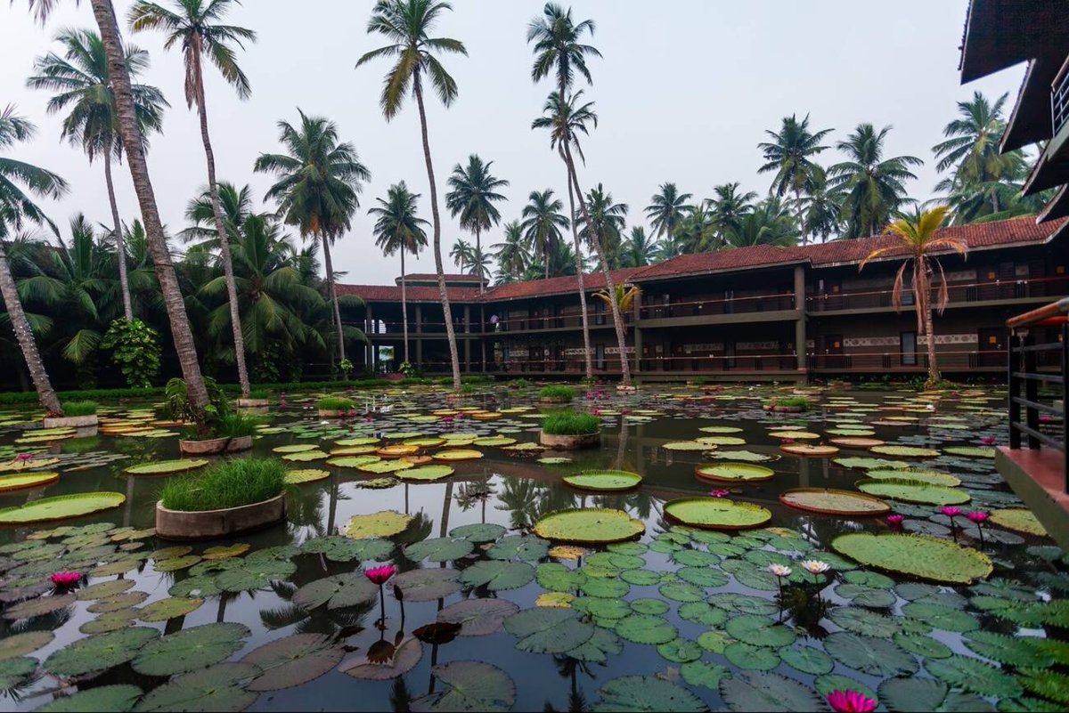 IndiaAesthetica's tweet photo. Dindi in Konaseema, Andhra Pradesh 🏘️🪷🔵🇮🇳 https://t.co/NWTVWDrtyf