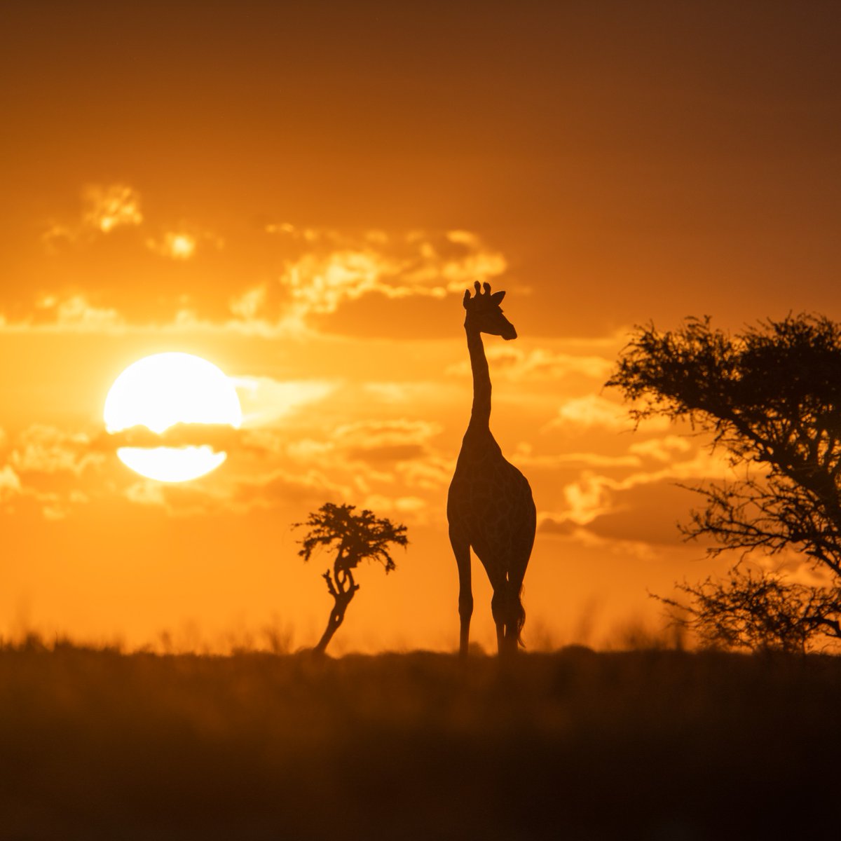 Discovery's tweet photo. Golden hour in the savannah ✨

📸: Marco Bottigelli

#Sunset #Savannah https://t.co/BEYOCLTibV
