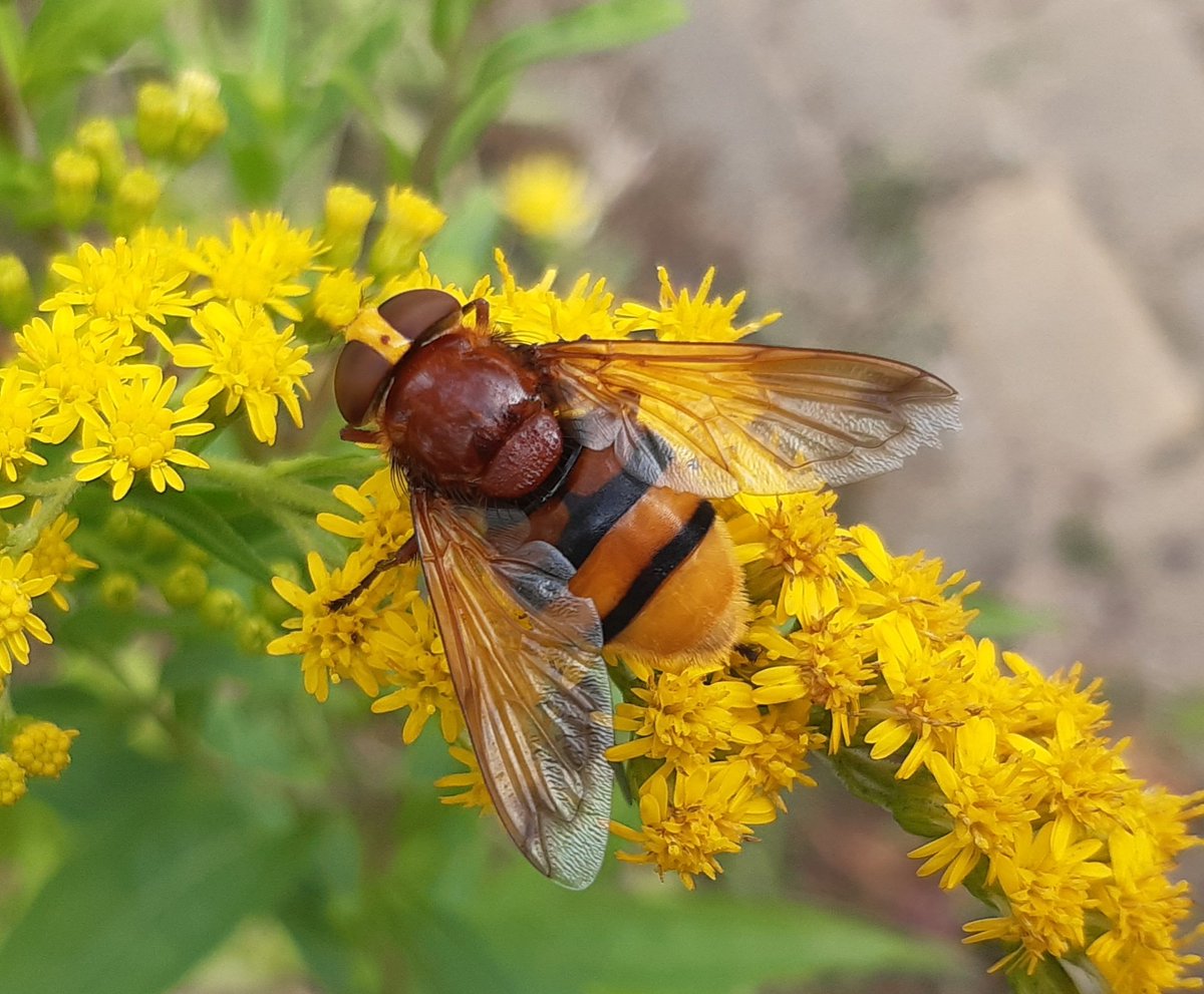 36sandjes's tweet photo. Ik zag deze en hij viel op doordat hij heel groot was en zo schitterend kleurde bij de Solidago. Het blijkt een #Stadsreus
En daar had ik werkelijk nog nooit van gehoord... https://t.co/eFAW6Qc80C