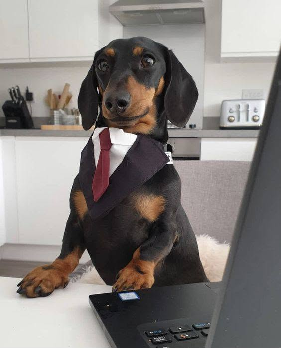 salsichinhas's tweet photo. Você contrataria esse audvogado? https://t.co/6UbBTApGX6