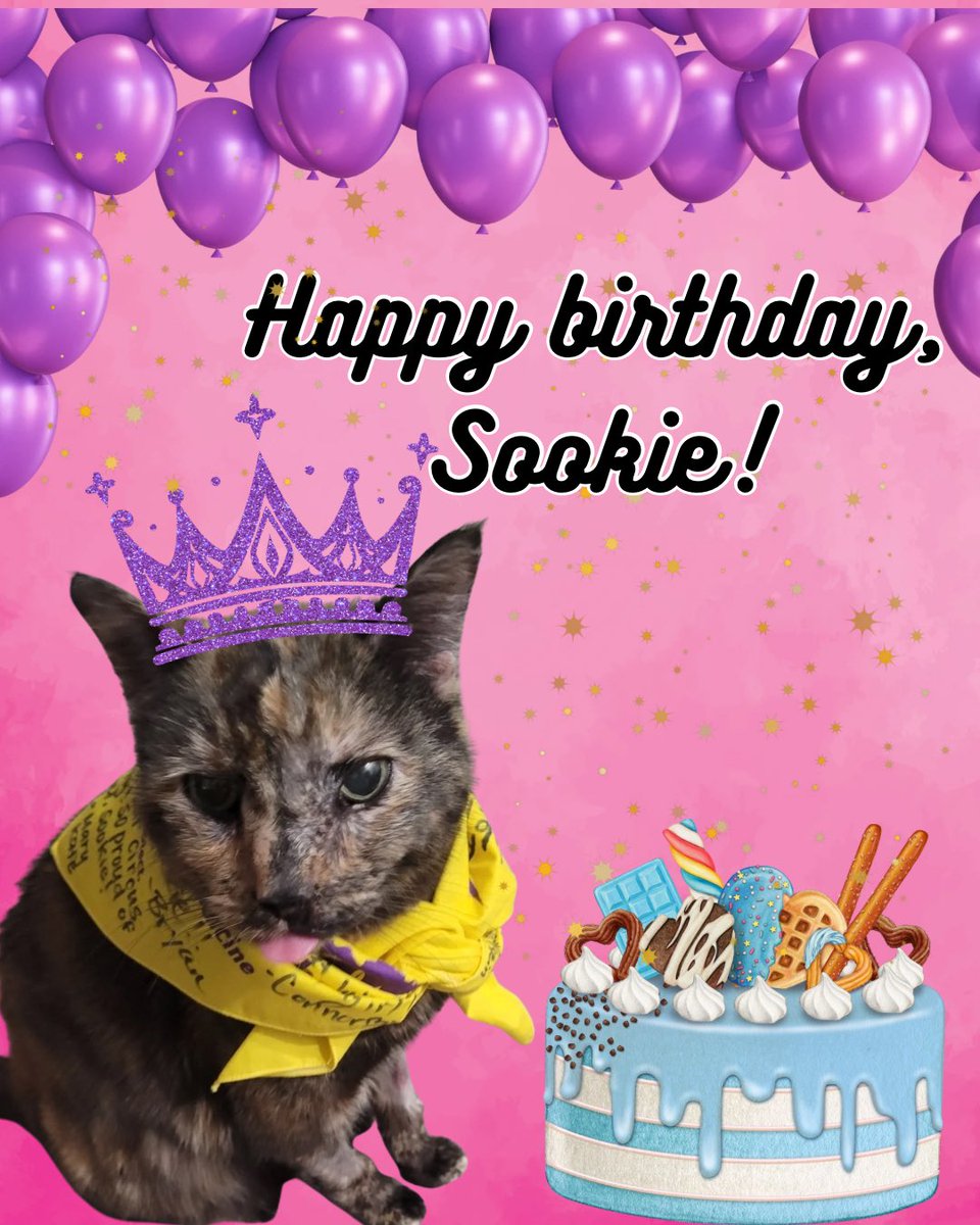 AmazingAcroCats's tweet photo. Please join us in wishing a happy birthday to our favorite retired shopper!
Link to send her treats: https://t.co/vFd8a999je
#acrocats
#birthday https://t.co/fuIJL38aHz
