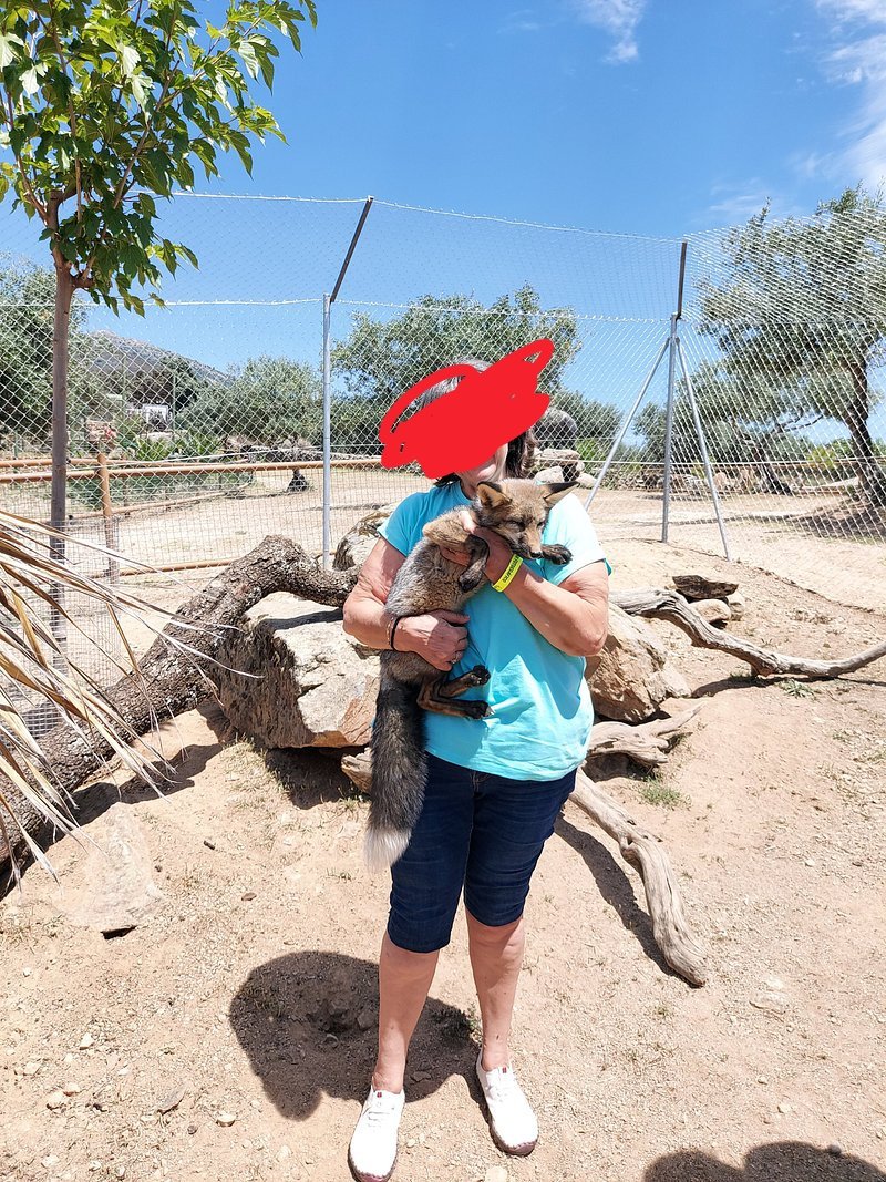 CastellaNatura's tweet photo. Con el supuesto avistamiento de un león en Toledo, se ha puesto el foco en un zoo cercano. He buscado un poco de info y es desolador; animales salvajes encerrados en jaulas, permiten a los visitantes cogerlos, especies árticas expuestas al calor...

Es indignante y asqueroso https://t.co/uCS3g94vGB