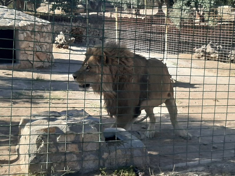 CastellaNatura's tweet photo. Con el supuesto avistamiento de un león en Toledo, se ha puesto el foco en un zoo cercano. He buscado un poco de info y es desolador; animales salvajes encerrados en jaulas, permiten a los visitantes cogerlos, especies árticas expuestas al calor...

Es indignante y asqueroso https://t.co/uCS3g94vGB