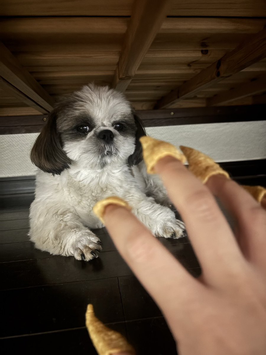 cha_maayam's tweet photo. ねえねのおふざけに…
あきれたかな…🐶🐾😒
ちゃま蔵

ってか、とんがりコーンに
失礼です❕ https://t.co/qBpHyYdNmQ