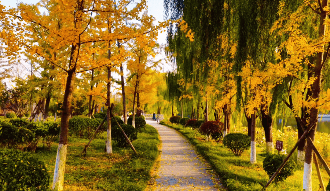 BrekkeChan50114's tweet photo. The first autumn breeze brings crisp air and falling maple leaves—perfect for a cozy walk with a warm latte. https://t.co/t2E95OlttO