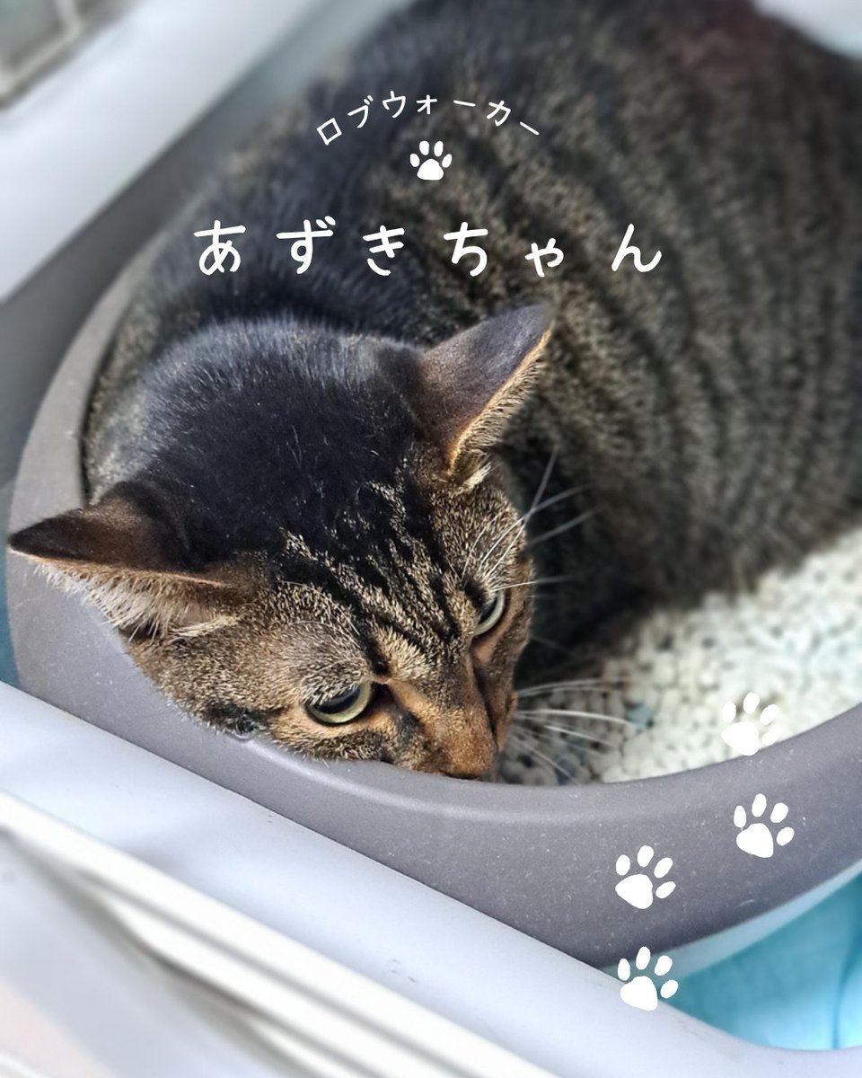 PyuaRabu's tweet photo. ロブウォーカーに8月お泊まりに来てくれた子達です。
新規のお客様に猫の小豆ちゃん

とリピーターのヤマト君、グラちゃん
2頭とも最初は緊張で距離感が有りましたが泊まりに来てくれる回数を重ねるたびに懐いてくれるのが嬉しいです。

https://t.co/uawg4aEBsp https://t.co/rLt5uaacte