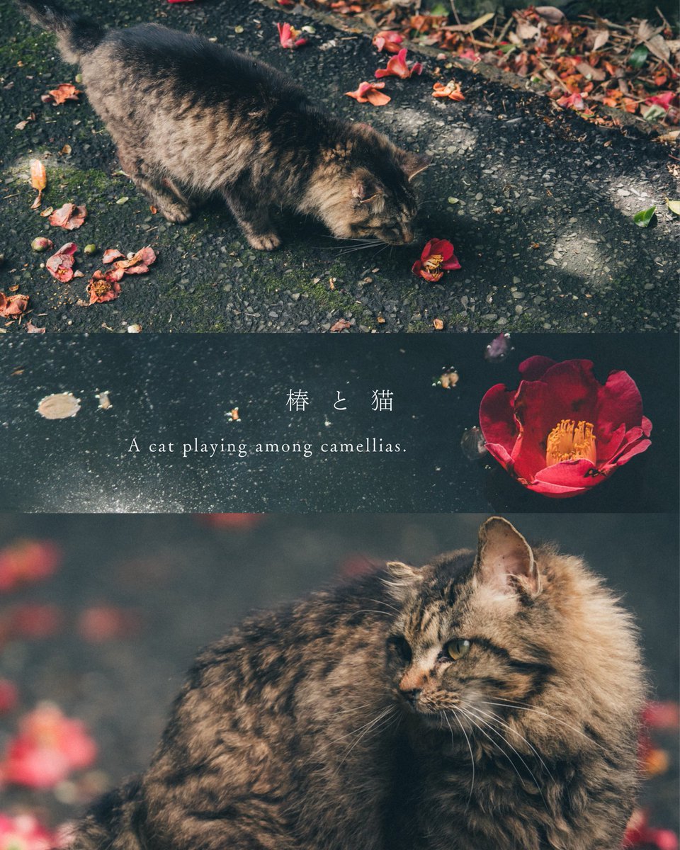 tanco_camera's tweet photo. 猫と花 https://t.co/eJqOuH7p9I