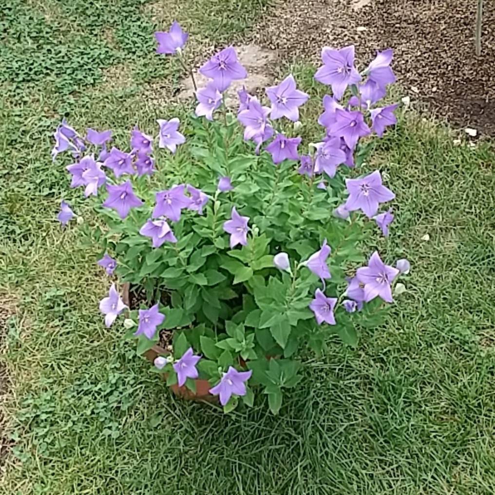 gataropapa's tweet photo. 今年の桔梗は良い……。こんなに花がついたのは初めてかもしれない。土を変えたのと肥料のせいか。 https://t.co/ULQv4dHDfH